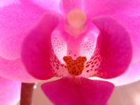 Orchidee_12.JPG