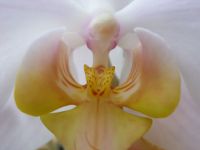 Orchidee_8.JPG