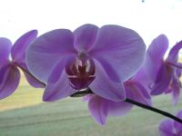 Orchidee_3.JPG