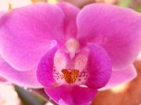 Orchidee_11.JPG