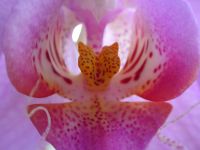 Orchidee_7.JPG