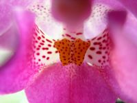 Orchidee_14.JPG