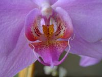 Orchidee_5.JPG