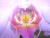 Orchidee_4.JPG