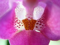 Orchidee_13.JPG
