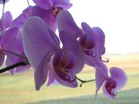 Orchidee_2.JPG