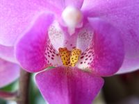 Orchidee_9.JPG